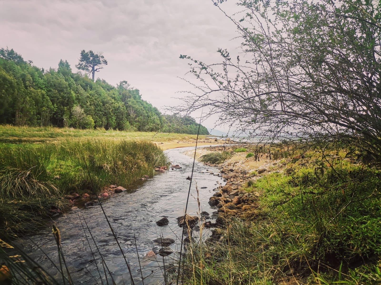 Estero entre pastizales y bosque