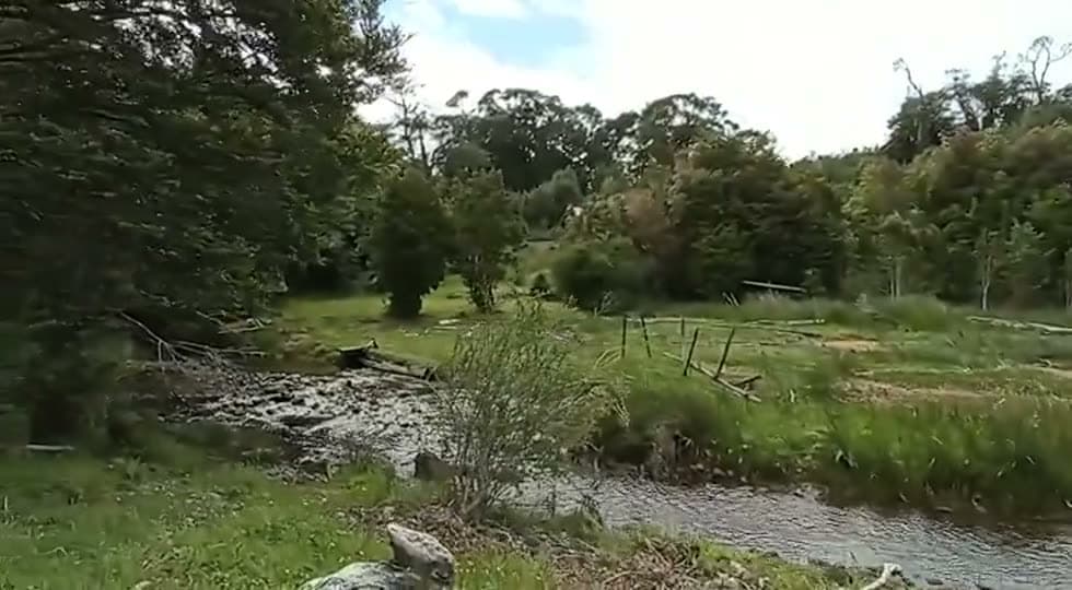 Pastizal y bosque nativo del sector, detrás de la orilla
