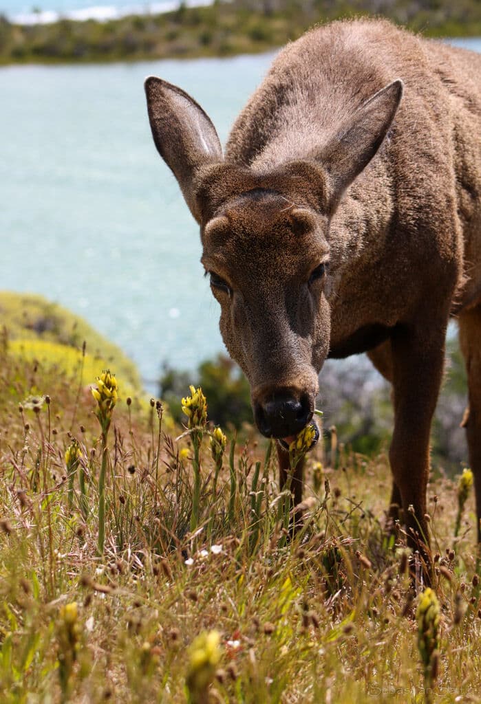 Un huemul entre la vegetación